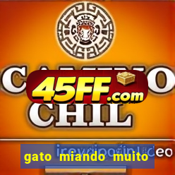 gato miando muito a noite o que fazer